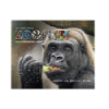 Zoofitti